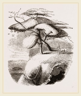 Nest of Sociable Weaver-Birds