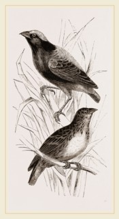 Taha Weaver Birds