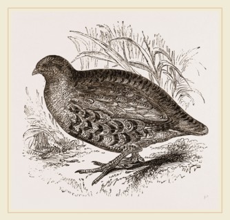 Partridge