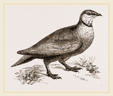 Throat banded Sand Grouse male