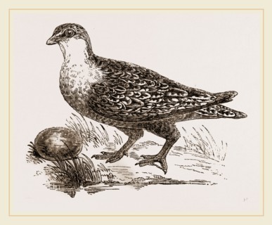 Throat banded Sand Grouse female