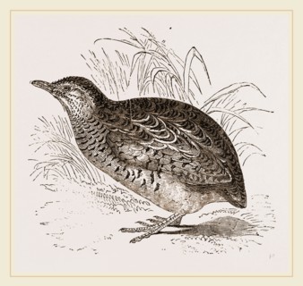 Taigoor Quail