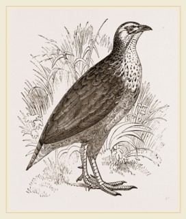 Pileated Francolin