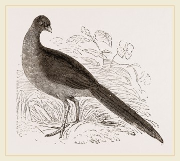 Motmot Guan