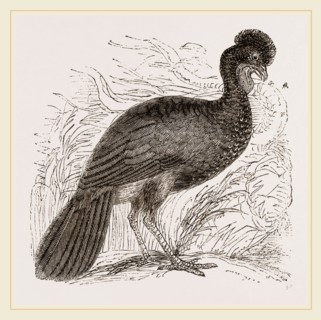 Crested Guan
