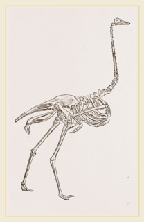 Skeleton of Ostrich