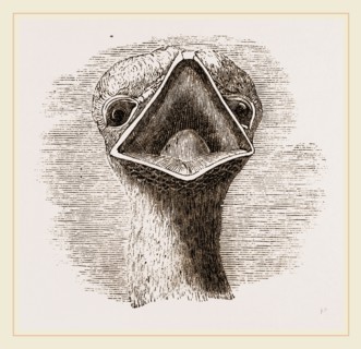 head and Tongue of Ostrich