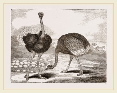 Ostriches