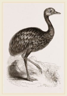 Darwin's Rhea
