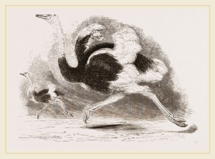 Ostriches