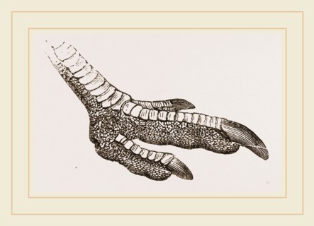 Foot of Rhea