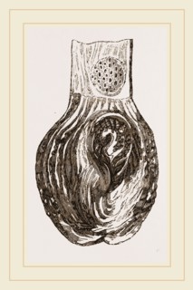 Stomach of Nanclu