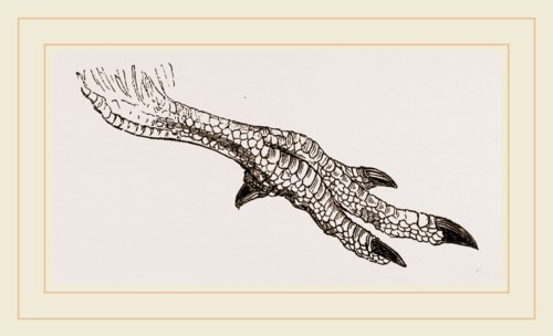 Foot of Apteryx