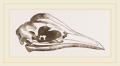Skull of Young Cassowary