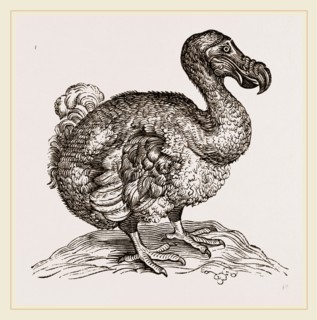 Dodo from Bontius