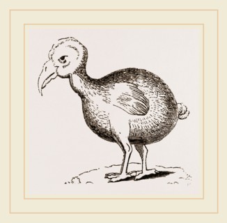 Dodo from Herbert