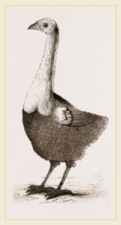 Le Solitaire from Leguat