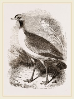 Leaden-tinted Bustard