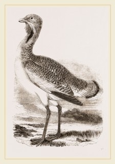 Great Bustard Male