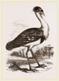 Black-headed Bustard