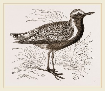 Grey Plover