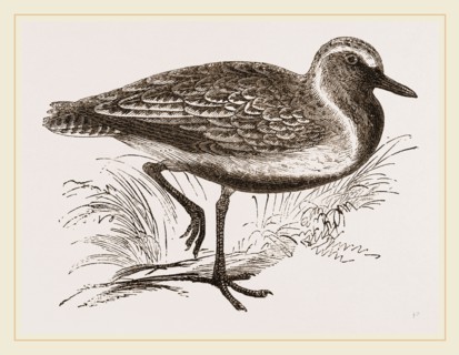 Golden Plover