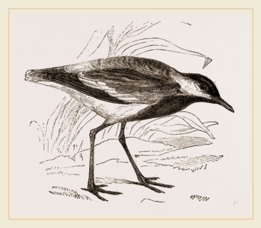 Spur-winged Plover