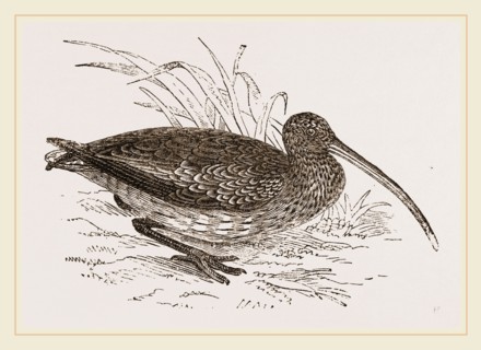 Curlew