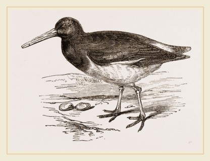 Oyster-catcher
