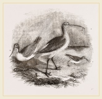 Group of Scolopacidae
