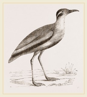 Black-bellied Swift-foot
