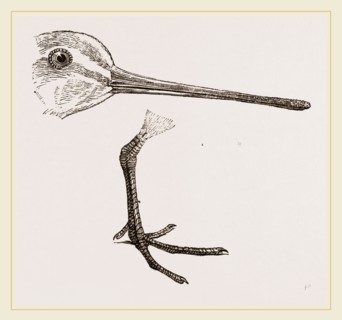 Hed and Leg of Snipe