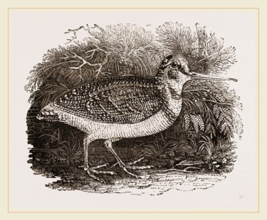Woodcock