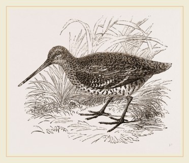 Solitary or Great Snipe
