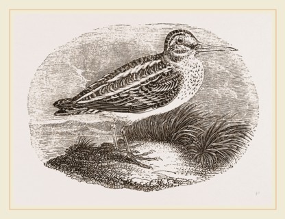 Jack Snipe