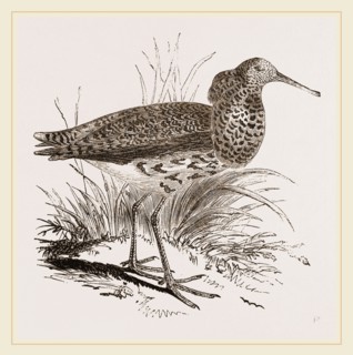 Raff in Summer Plumage