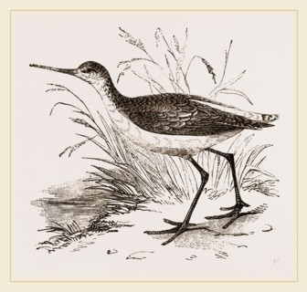 Marsh Sandpiper