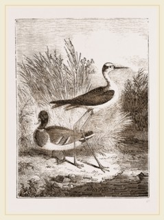 Black-winged Stilt-Plover