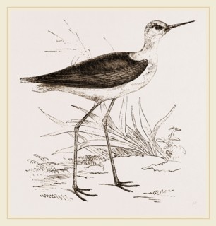 Black-winged Stilt Plover