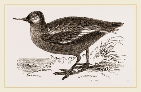 Grey Phalarope Summer Plumage