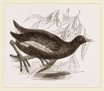 Moorhen