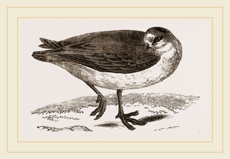 Grey Phalarope Winter Plumage