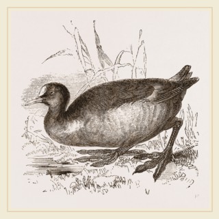 Coot