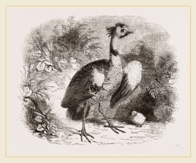 Crested Screamer and Young