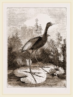 Common Jacana