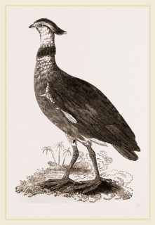 Crested Screamer
