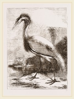 Demoiselle