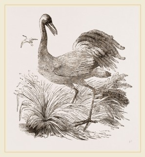 Crane