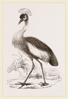 Crowned Crane