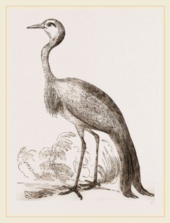 Stanley Crane
